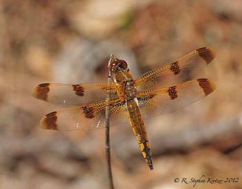 Libellula semifasciata, male